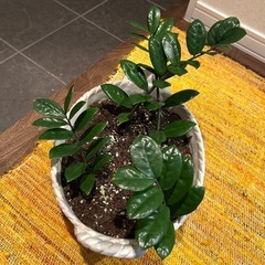 ザミオクルカス 観葉植物 抜き苗 ４本