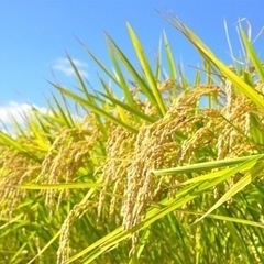 令和6年新米籾1俵30キロ