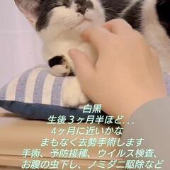 クロシロ　オス　その1　生後6ヶ月ほど - 猫