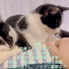クロシロ　オス　その1　生後6ヶ月ほど − 三重県