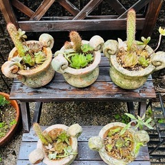 【先着5セット限り(残4)】多肉植物＆オシャレ土器鉢セット