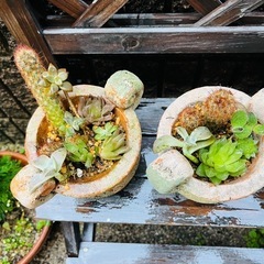 【先着5セット限り(残4)】多肉植物＆オシャレ土器鉢セットの画像