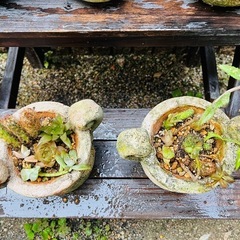 【先着5セット限り(残4)】多肉植物＆オシャレ土器鉢セットの画像