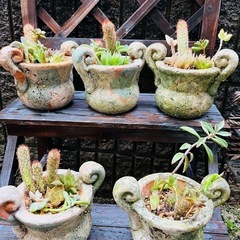 【先着5セット限り(残4)】多肉植物＆オシャレ土器鉢セットの画像