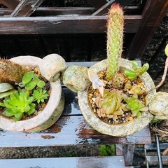 【先着5セット限り(残4)】多肉植物＆オシャレ土器鉢セットの画像