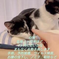 クロシロ　オス　6ヶ月齢ほど　その2　ハチワレぽくない方が神経質です − 三重県