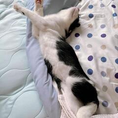 クロシロ　オス　6ヶ月齢ほど　その2　ハチワレぽくない方が神経質です - 猫