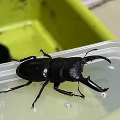 ツシマヒラタクワガタ