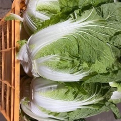 白菜山盛り