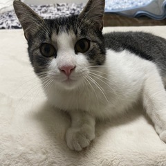 里親募集 猫