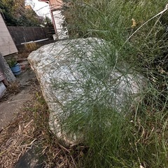 庭石　石　　運べる方のみの画像