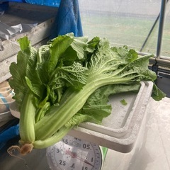 山形せいさい　１キロ詰めの画像