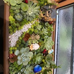 取り引き中)セダム、多肉植物寄せ植え 大鉢