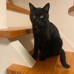 里親さん決定しました。黒猫　1歳　メス　
