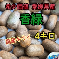 高級フルーツ 香緑    キウイフルーツ  4キロ