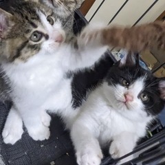 生後1ヶ月ぐらいの兄弟猫💕