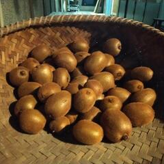 オーガニックキュウイ100個