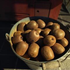 オーガニックキュウイ100個の画像