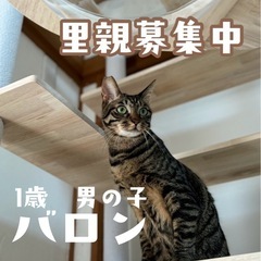 【お話中】穏やかなベンガル？賢い男の子