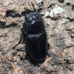 能勢SR血統国産オオクワガタ♀単体52.0㎜　管理№B04