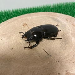 【メス♀単】アルキデスヒラタクワガタ　メス♀単　40mmオーバー　①　