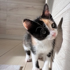生後2ヶ月鍵しっぽの三毛猫ちゃん