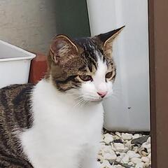 野良猫兄妹の里親お願いします