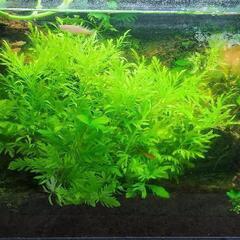取引中　バラ売り不可　水槽内　魚　　水草