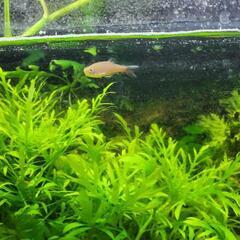 取引中　バラ売り不可　水槽内　魚　　水草の画像
