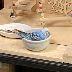 セキセイインコ　ブルー　迷子　世田谷区　桜新町　弦巻