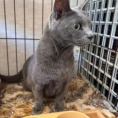 🐾🐾ロシアンブルーみたいな猫トライアル決定