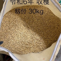 🌾🌾令和6年収穫 籾つき1俵(30kg)   2俵‼️精米ご希望の方は問い合わせください！ ①