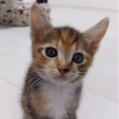 生後二ヶ月の子猫3匹