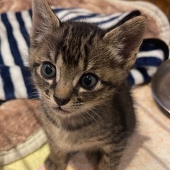 トライアル決定可愛らしい小さなキジのきょうだい