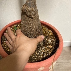 パキラ　塊根植物　観葉植物　グリーン　ガーデニングの画像