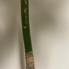 パキラ　塊根植物　観葉植物　グリーン　ガーデニングの画像