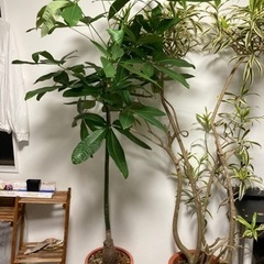 パキラ　塊根植物　観葉植物　グリーン　ガーデニング
