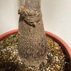 パキラ　塊根植物　観葉植物　グリーン　ガーデニングの画像