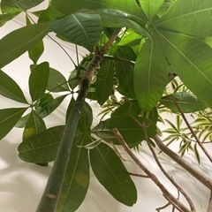 パキラ　塊根植物　観葉植物　グリーン　ガーデニングの画像