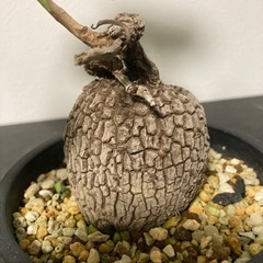 【6/21 20%オフ】【5/24 写真追加】ステファニアスベローサ生活雑貨 家庭用品 ガーデニングの画像