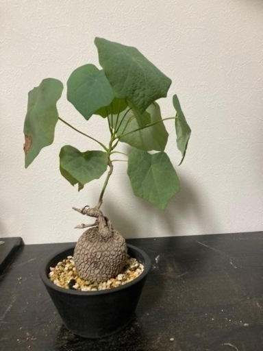 ステファニアスベローサ　観葉植物　塊根植物　多肉植物　ビザールプランツ　レアプランツ　ガーデニング　植物　グリーン　趣味　盆栽　葉　花　庭　草　インテリア　おしゃれ　飾り　園芸　生活雑貨 家庭用品 ガーデニング