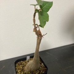 フィカス　パルメリ　観葉植物　塊根植物　ゴムの木　ビザールプランツ　グリーン　ガーデニング　生活雑貨 家庭用品 ガーデニングの画像