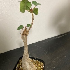 フィカス　パルメリ　観葉植物　塊根植物　ゴムの木　ビザールプラン...