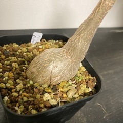 フィカス　パルメリ　観葉植物　塊根植物　ゴムの木　ビザールプランツ　グリーン　ガーデニング　生活雑貨 家庭用品 ガーデニングの画像