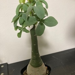 アデニア　グラウカ　観葉植物　塊根植物　ビザールプランツ　グリーン　ガーデニング生活雑貨 家庭用品 ガーデニングの画像