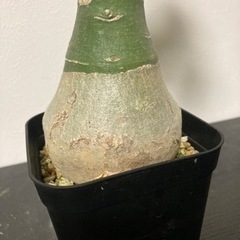 アデニア　グラウカ　観葉植物　塊根植物　ビザールプランツ　グリーン　ガーデニング生活雑貨 家庭用品 ガーデニングの画像
