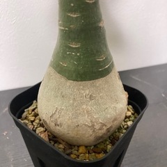 アデニア　グラウカ　観葉植物　塊根植物　ビザールプランツ　グリーン　ガーデニング生活雑貨 家庭用品 ガーデニングの画像