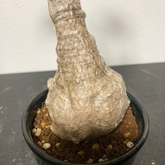 フィルミアナ　コロラータ　観葉植物　塊根植物　ビザールプランツ　グリーン　ガーデニング生活雑貨 家庭用品 ガーデニングの画像