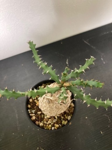現地球 発根済】ユーフォルビア スクアローサ 奇怪ヶ島 生活雑貨 家庭