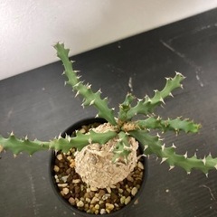 【現地球　発根済】ユーフォルビア　スクアローサ　奇怪ヶ島　生活雑貨 家庭用品 ガーデニング　観葉植物　塊根植物　ビザールプランツ　グリーンの画像